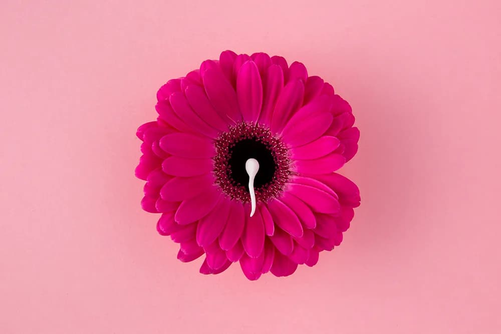 A single magenta gerbera flower on a pink background with a white droplet shaped like a sperm cell at its centre